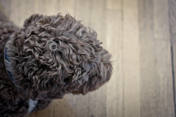 Henry the Portuguese Water Dog 