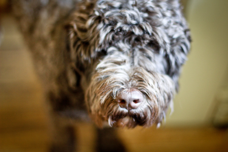 Henry the Portuguese Water Dog