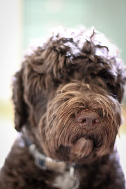 Henry the Portuguese Water Dog 